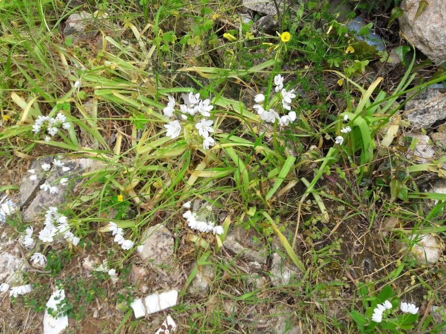 Cipolla di Massaessyl 12