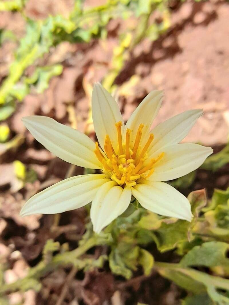 Mutisia