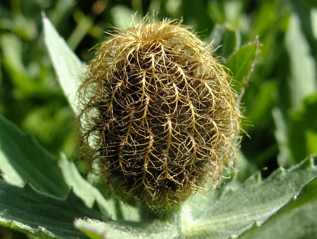 Centaurea nervée 3