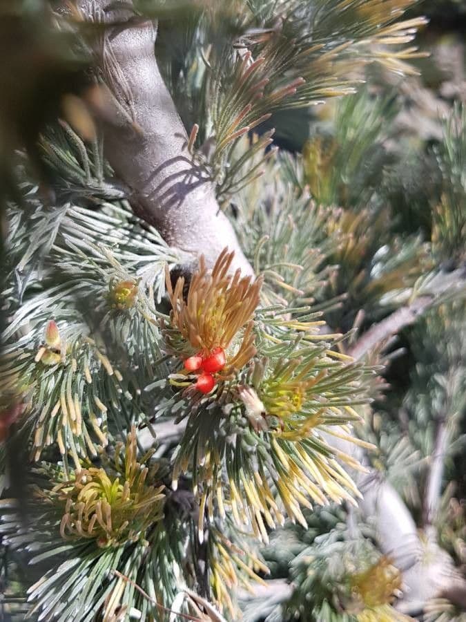 Adenanthos 6