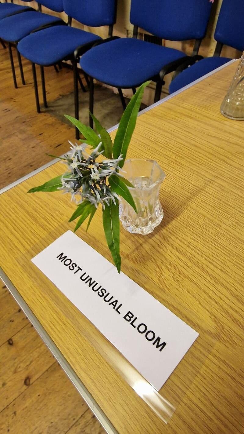 Amsonia cigliata 4