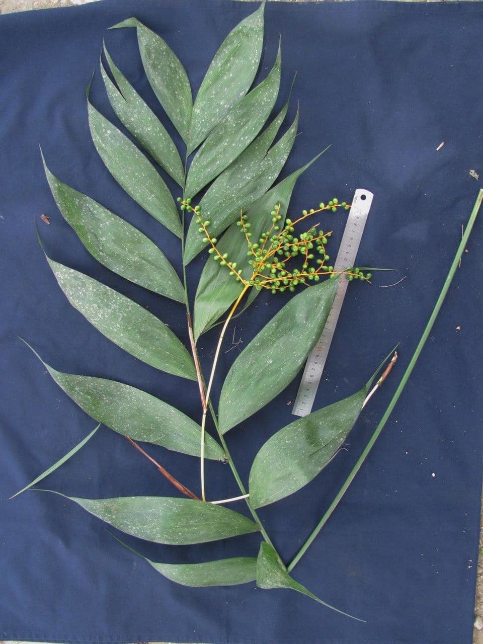 Chamaedorea 5