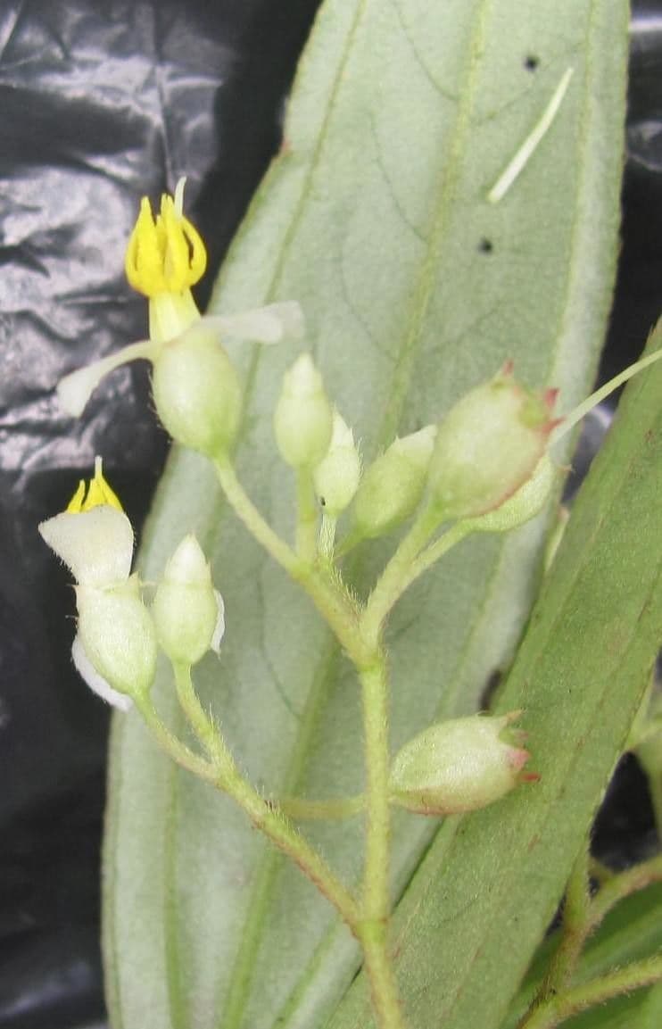 Centradenia 9