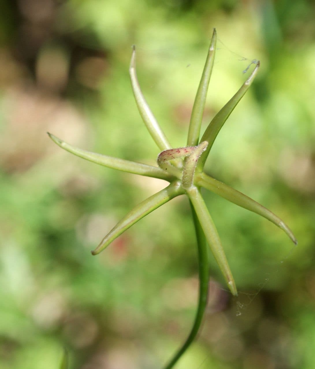Rhagadiolus