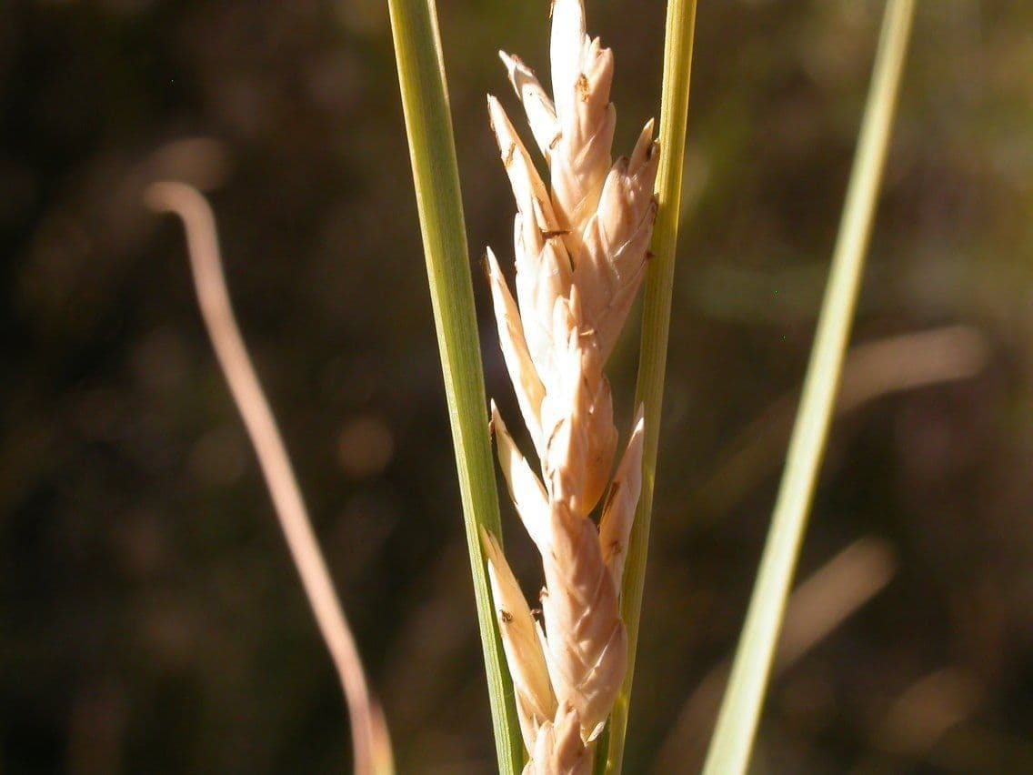 Distichlis spicata 3