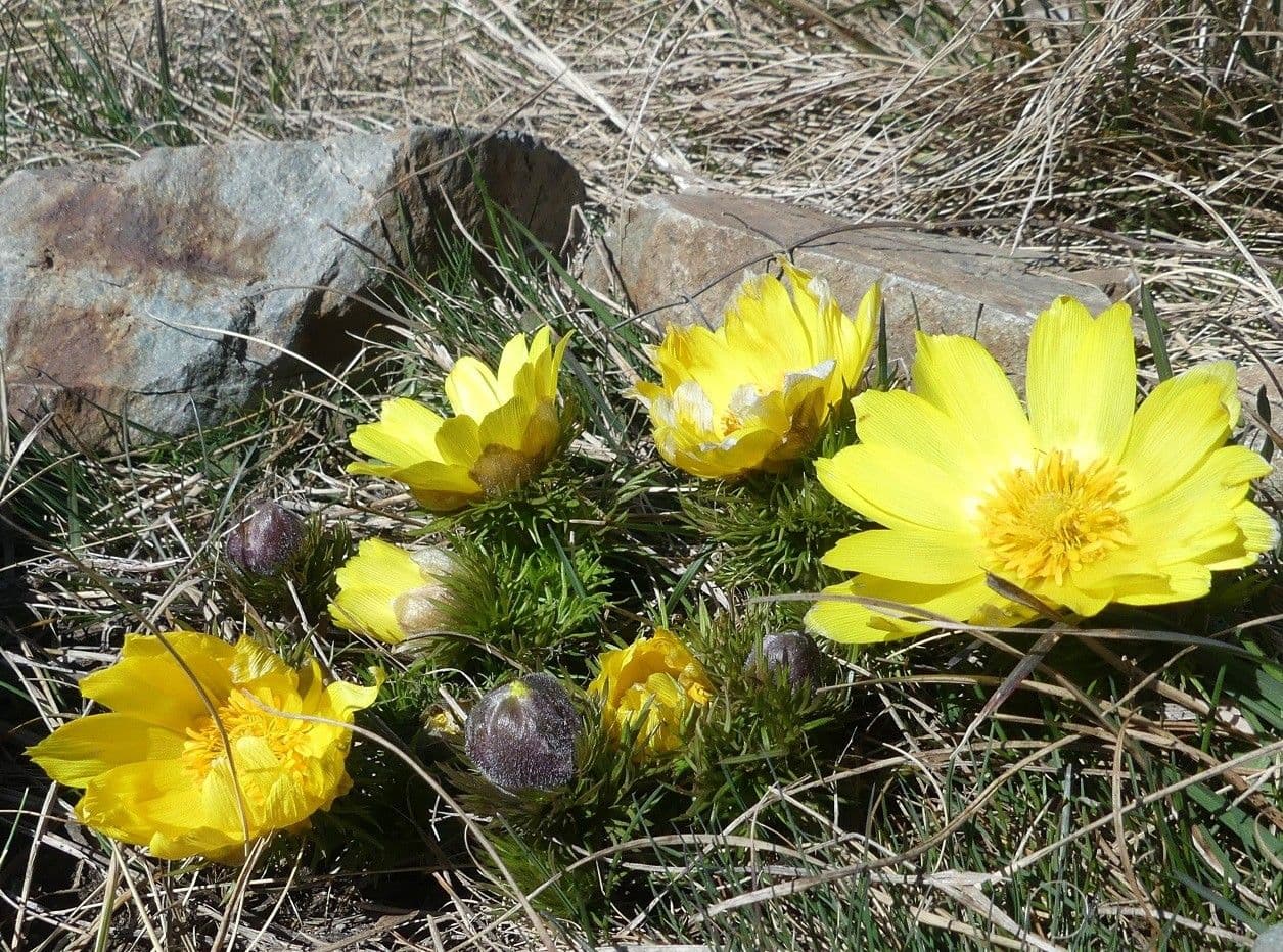 Adonide primaverile 25