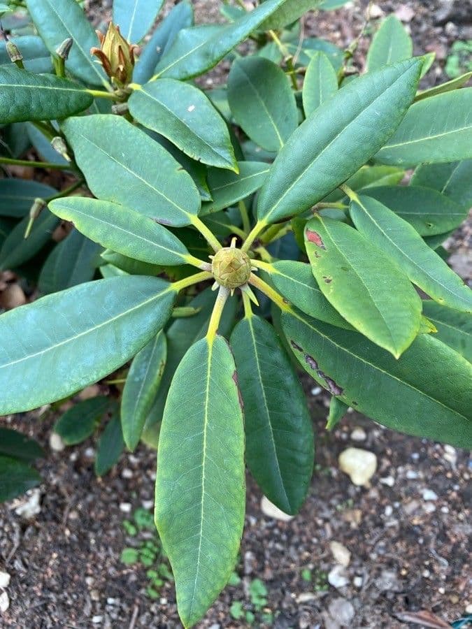 Rododendro massimo 19