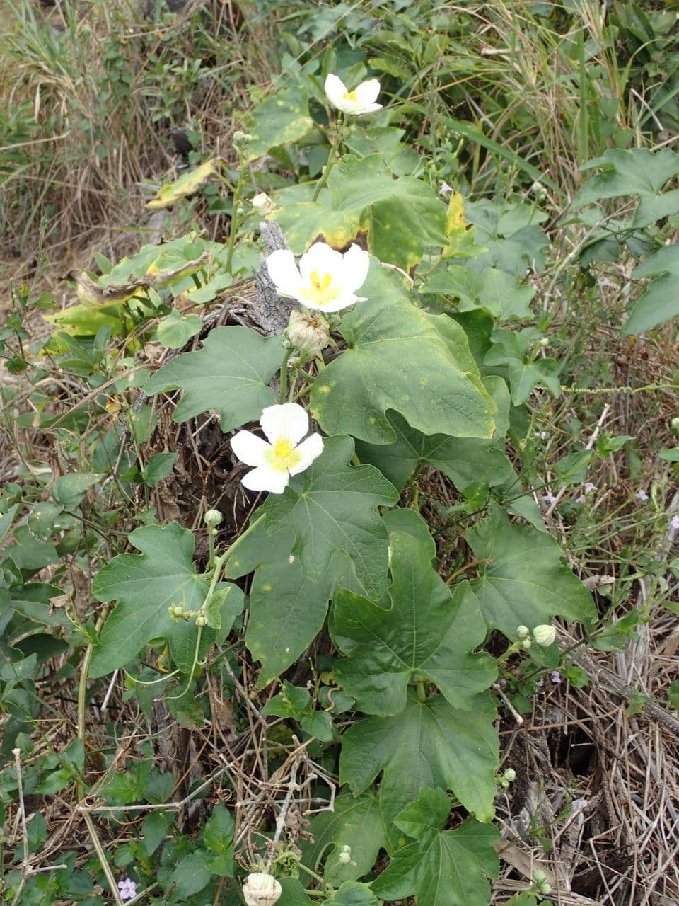 Zucca selvatica 11