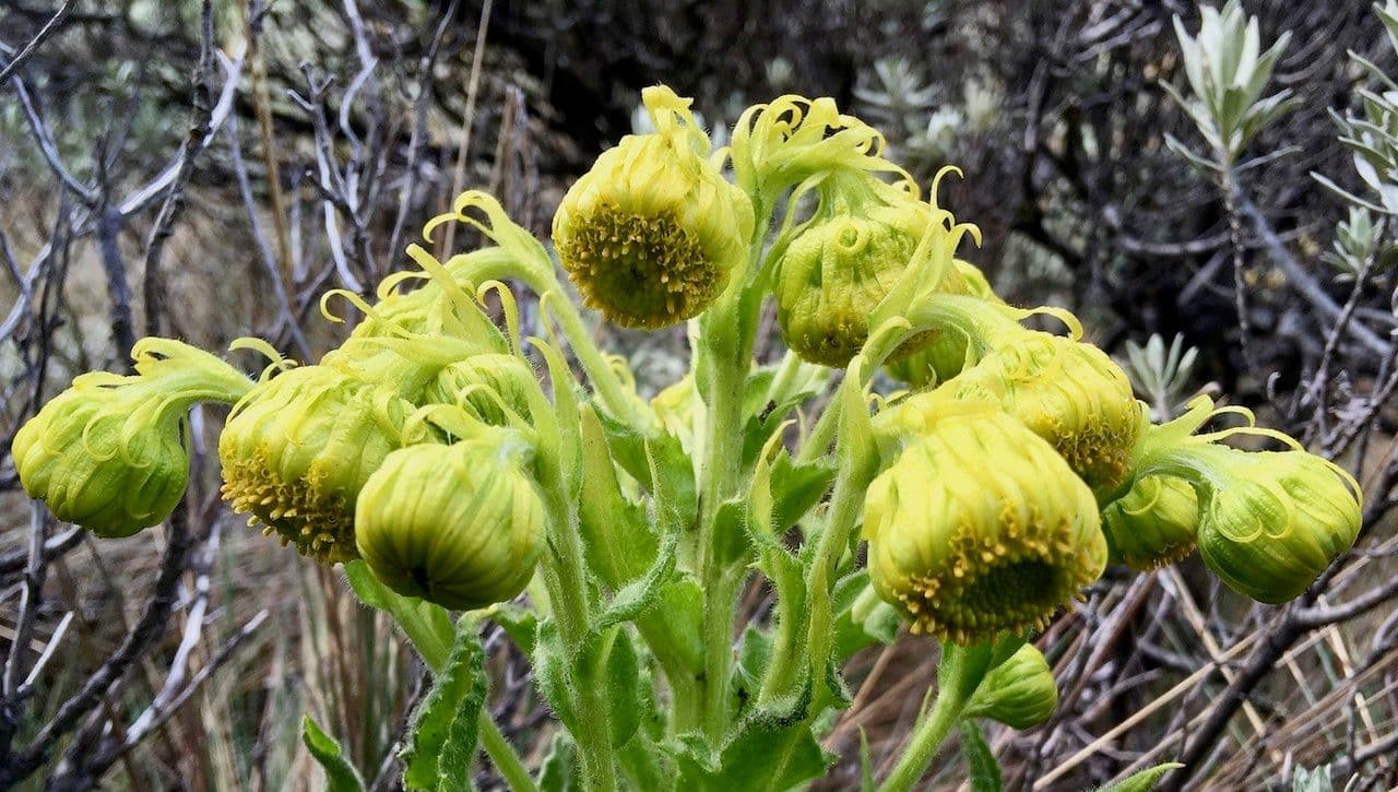 Senecio 4