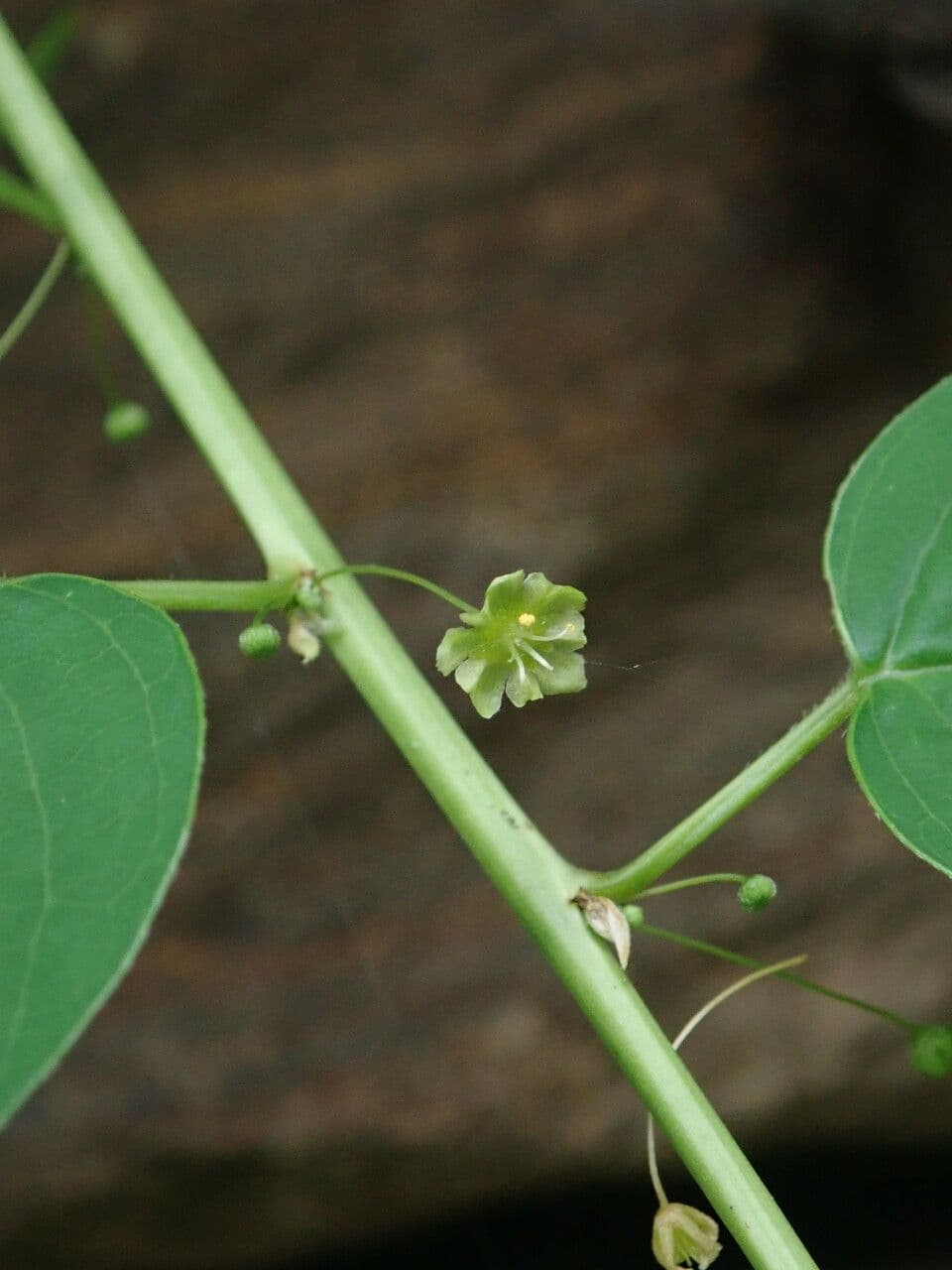 Leptopus 3