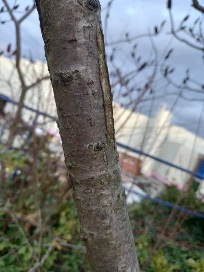 Essigbaum 22