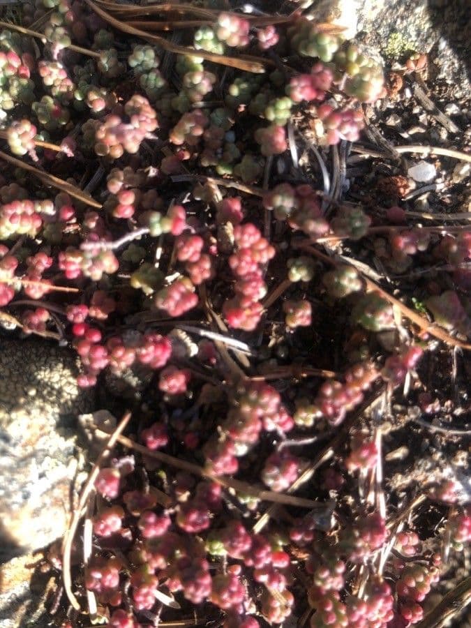 Sedum