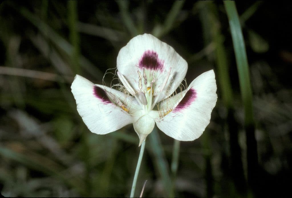 Kaločortus