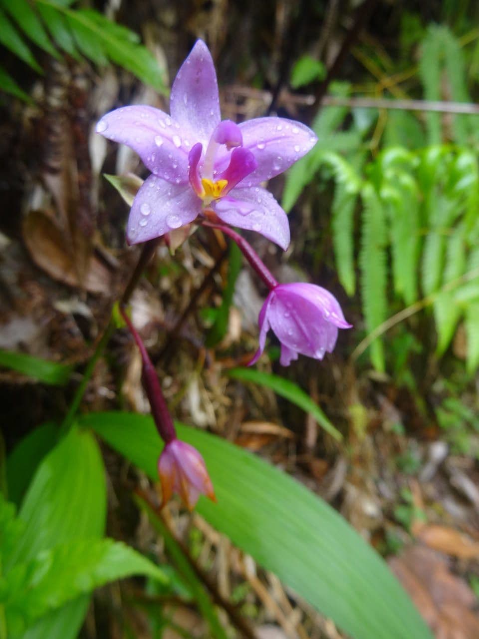 Spathoglottis plicata 12