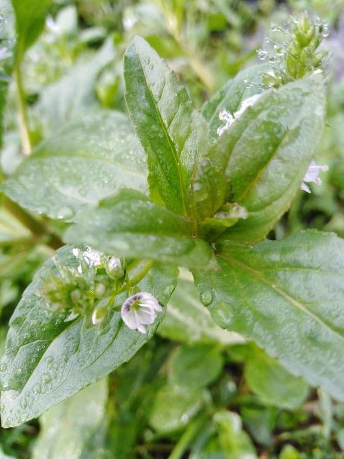 Veronica acquatica 18