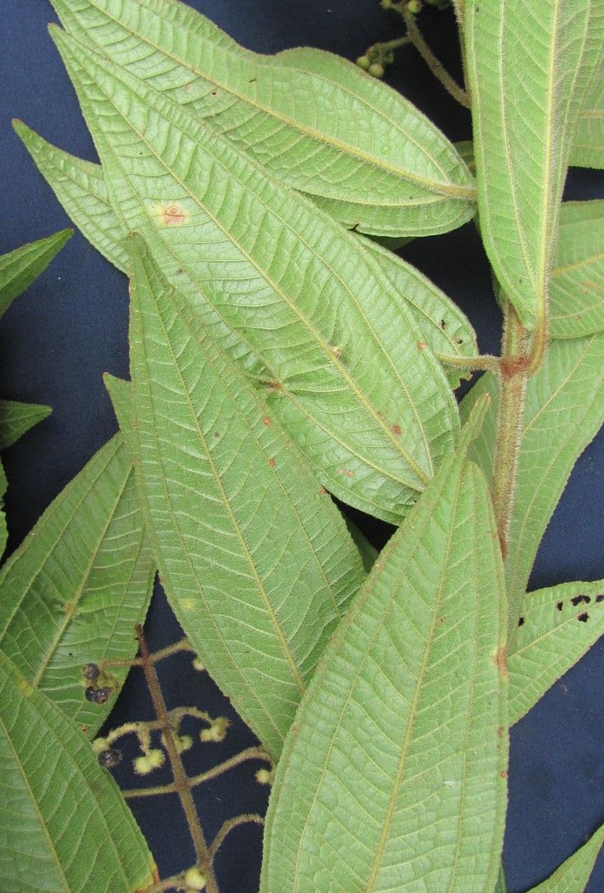 Miconia di Ibagué 5