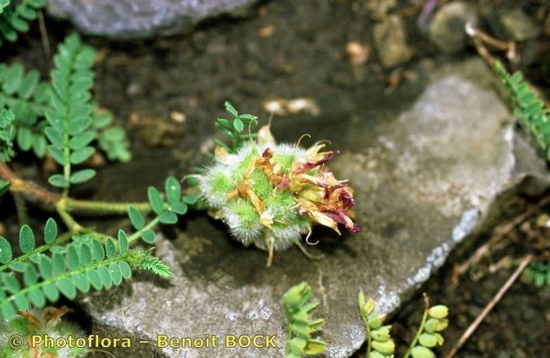 Astragalo ipoglottide 19