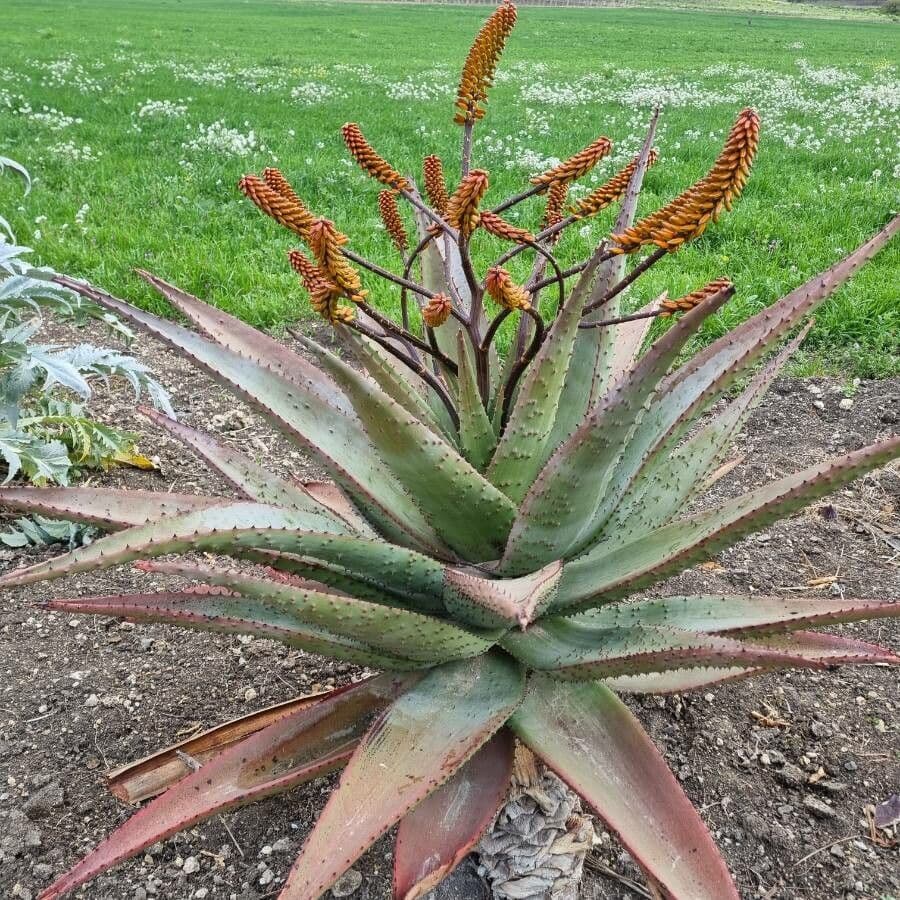 Transvaal-Aloe 23