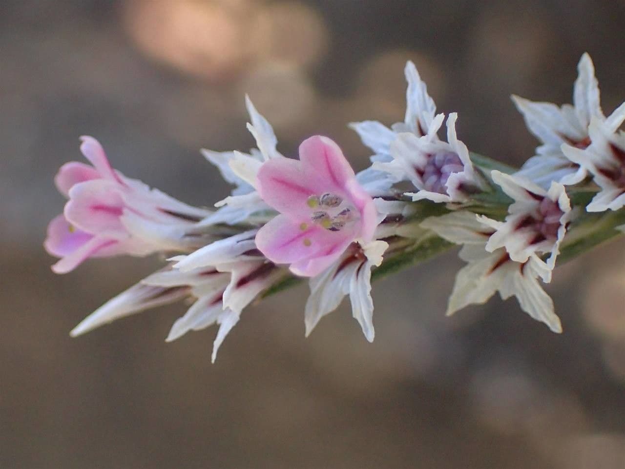 Goniolimon tataricum 3