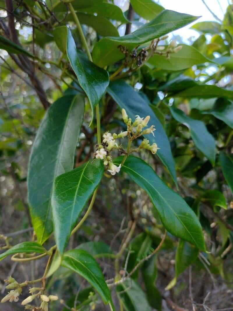 Parsonsia straminea 4