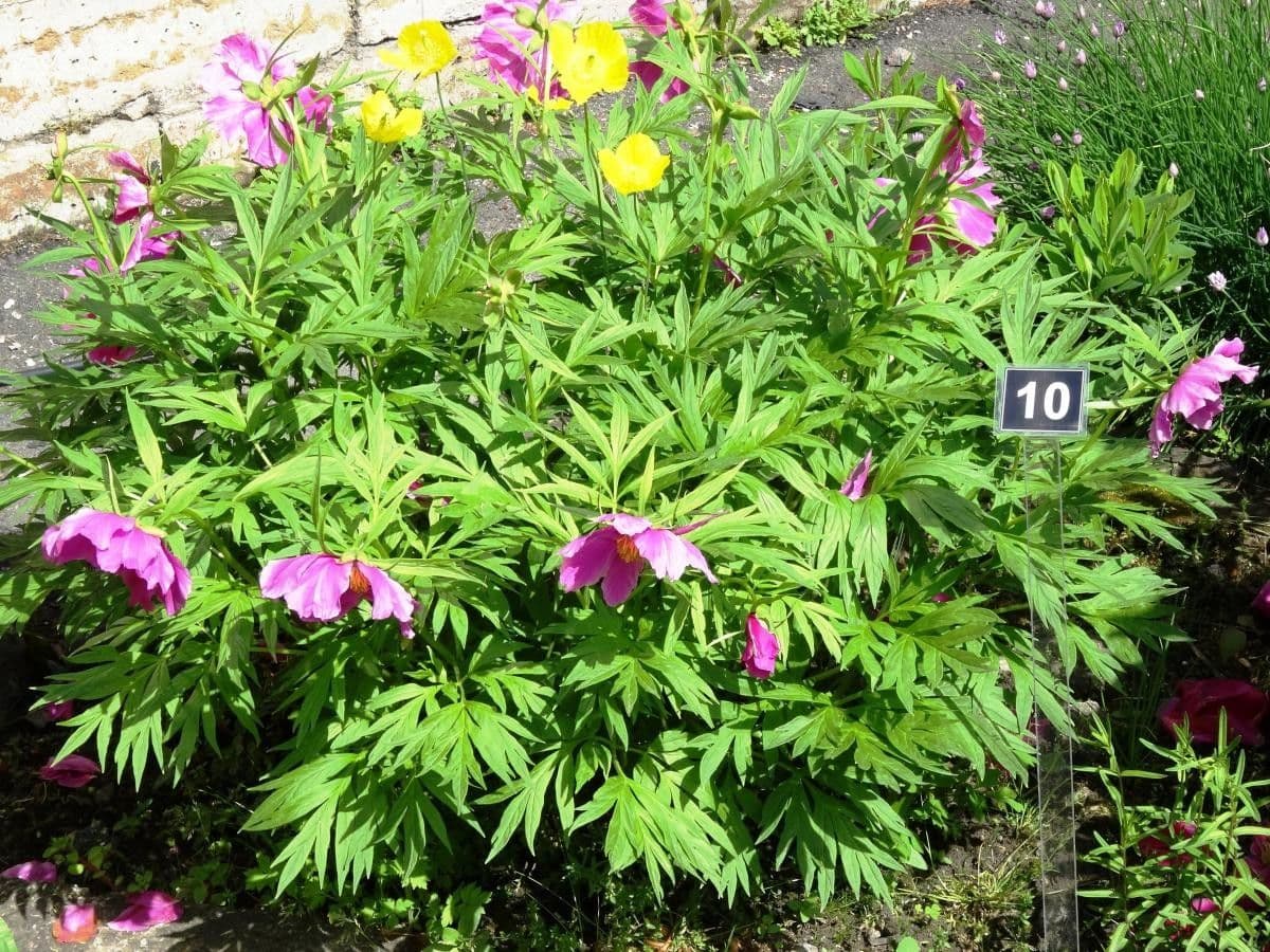 Peonia anomala 4