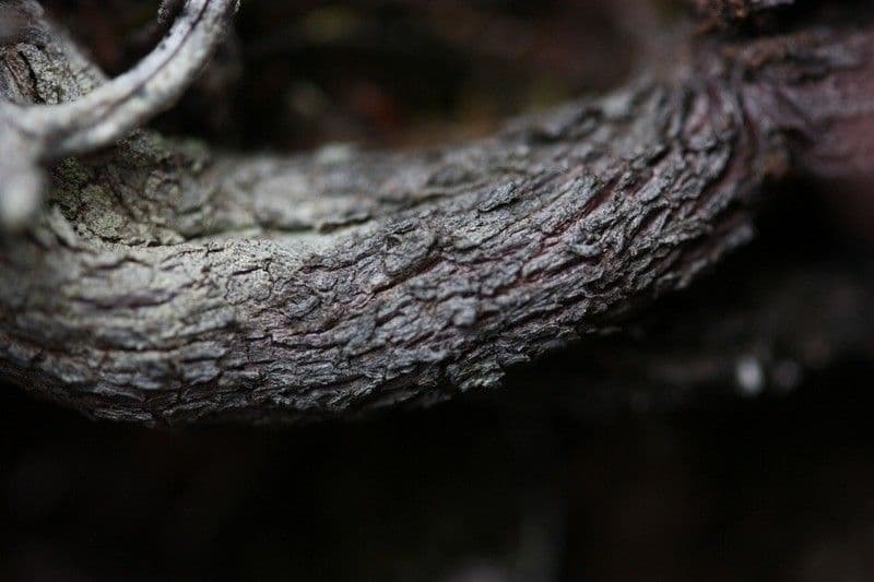 Heide 16