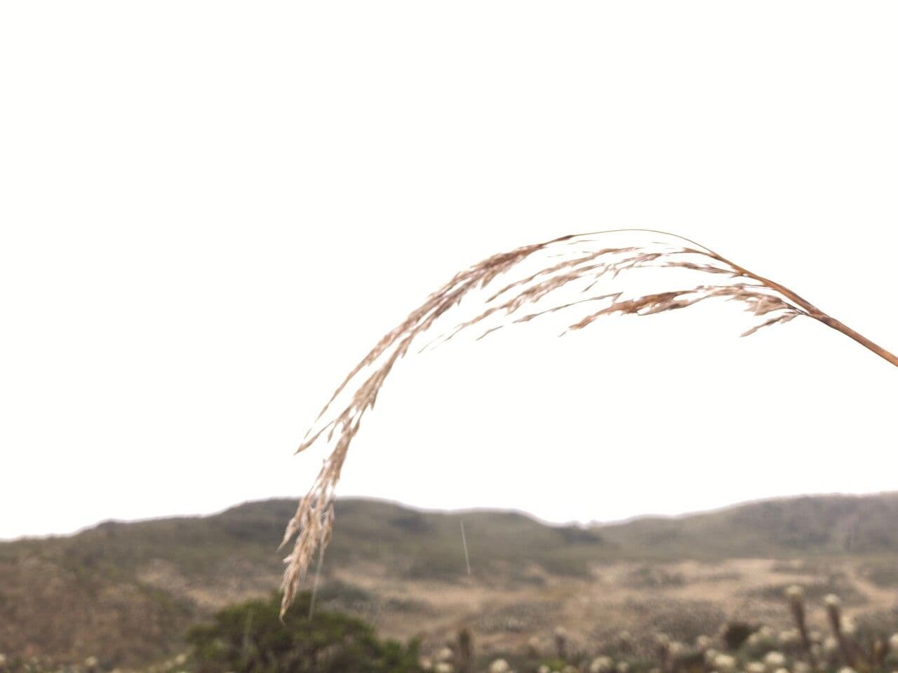Cortaderia nitida