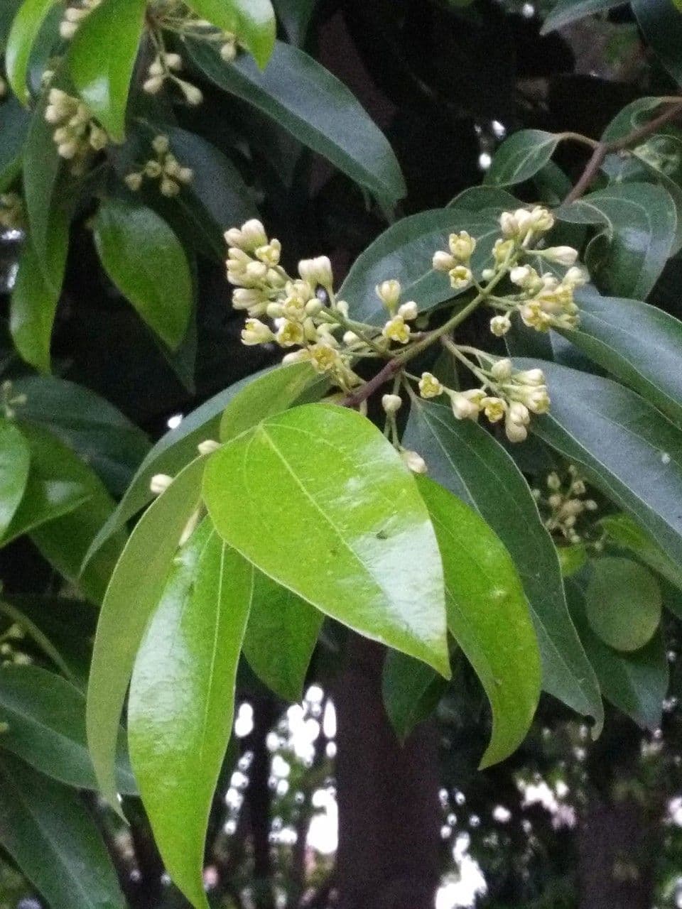 Burmann-Zimt