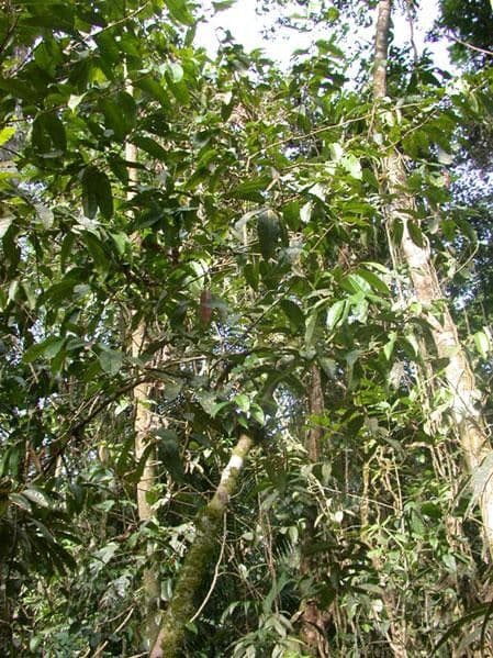 Xylopia 6