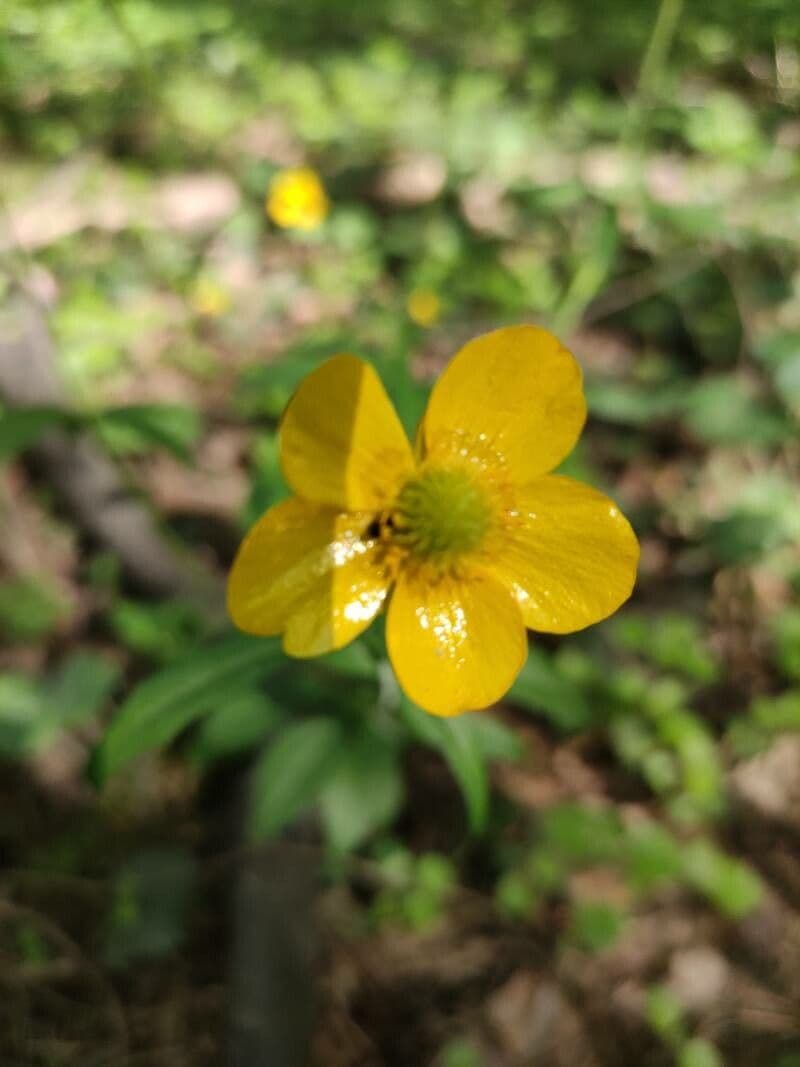 Ranunculus cassubicus 5
