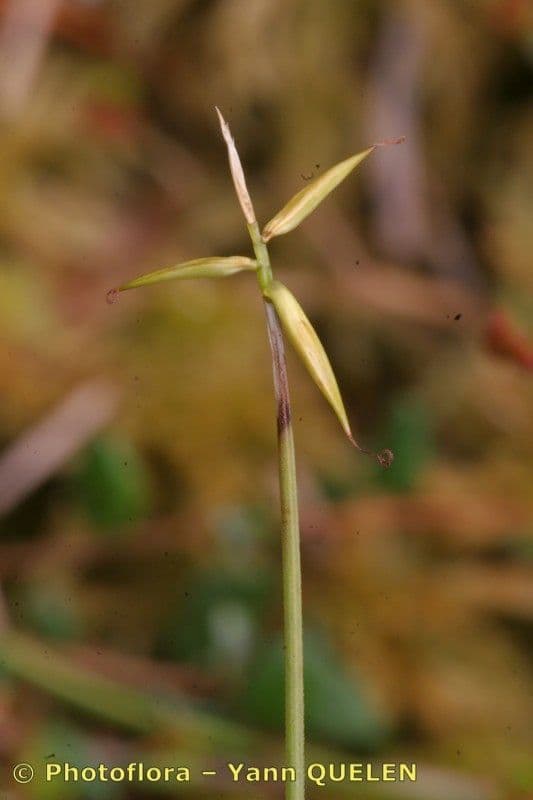 Carice pauciflora 20