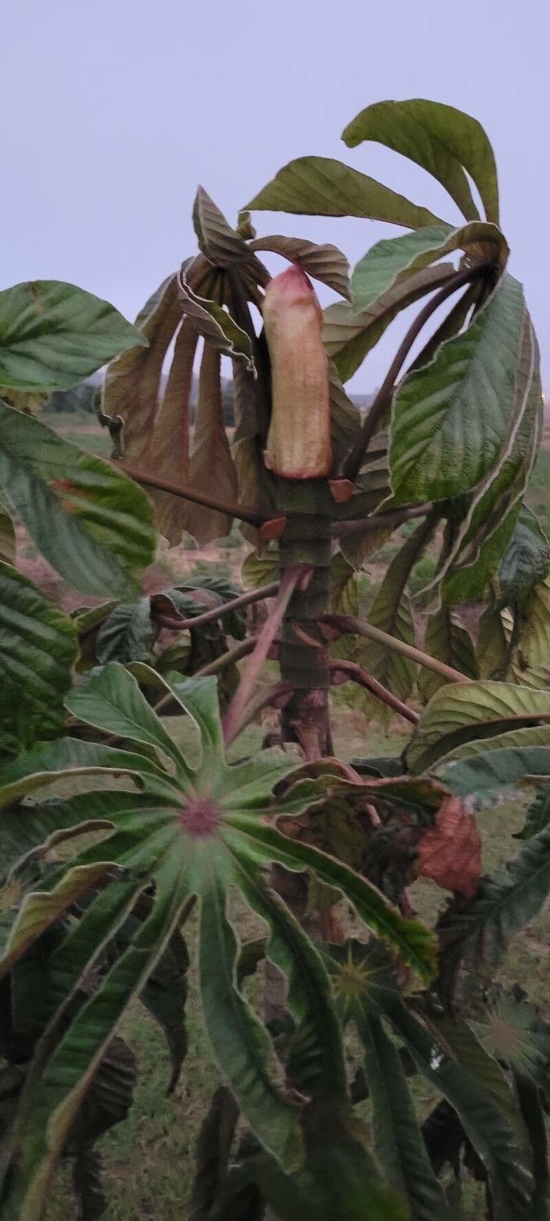 Cecropia 10