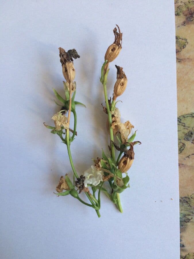 Campanilla