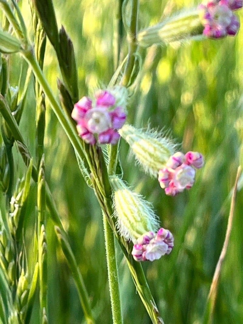 Silene bellidifolia 4