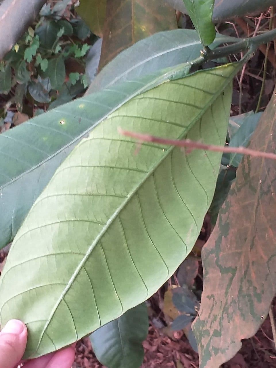 Tabernaemontana pachysiphon 8