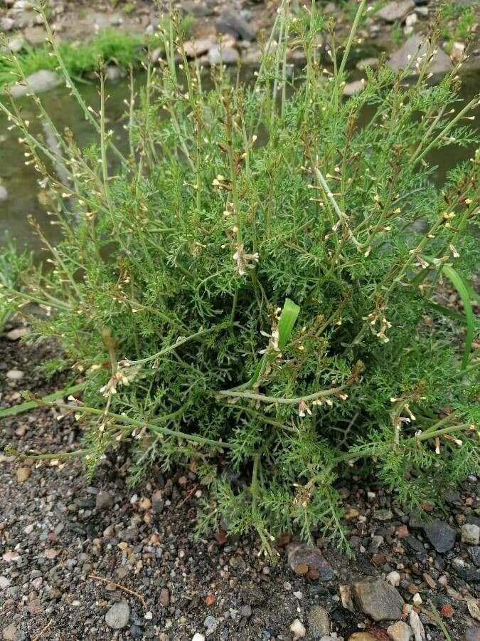 Löffelkohl 19
