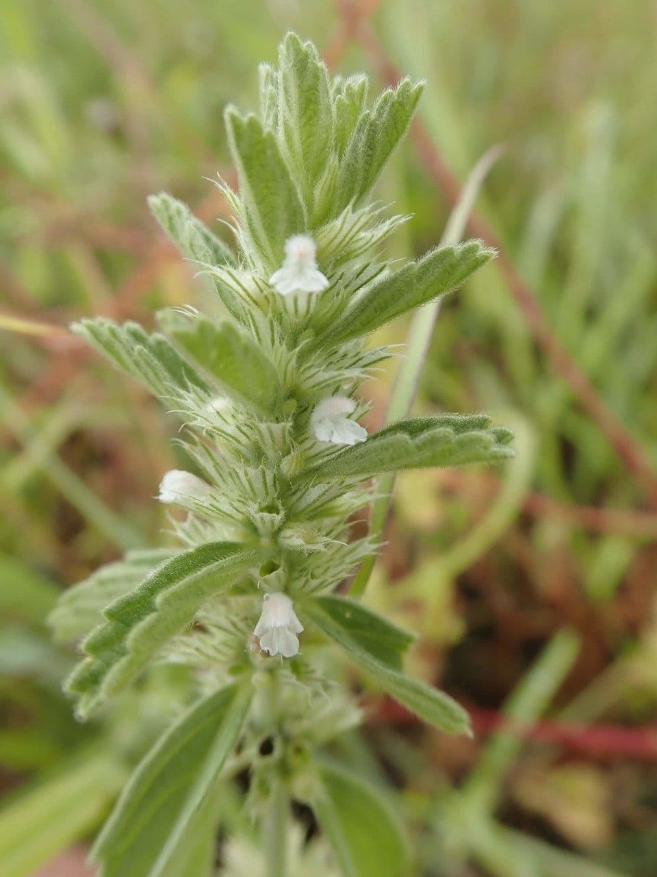 Leucas