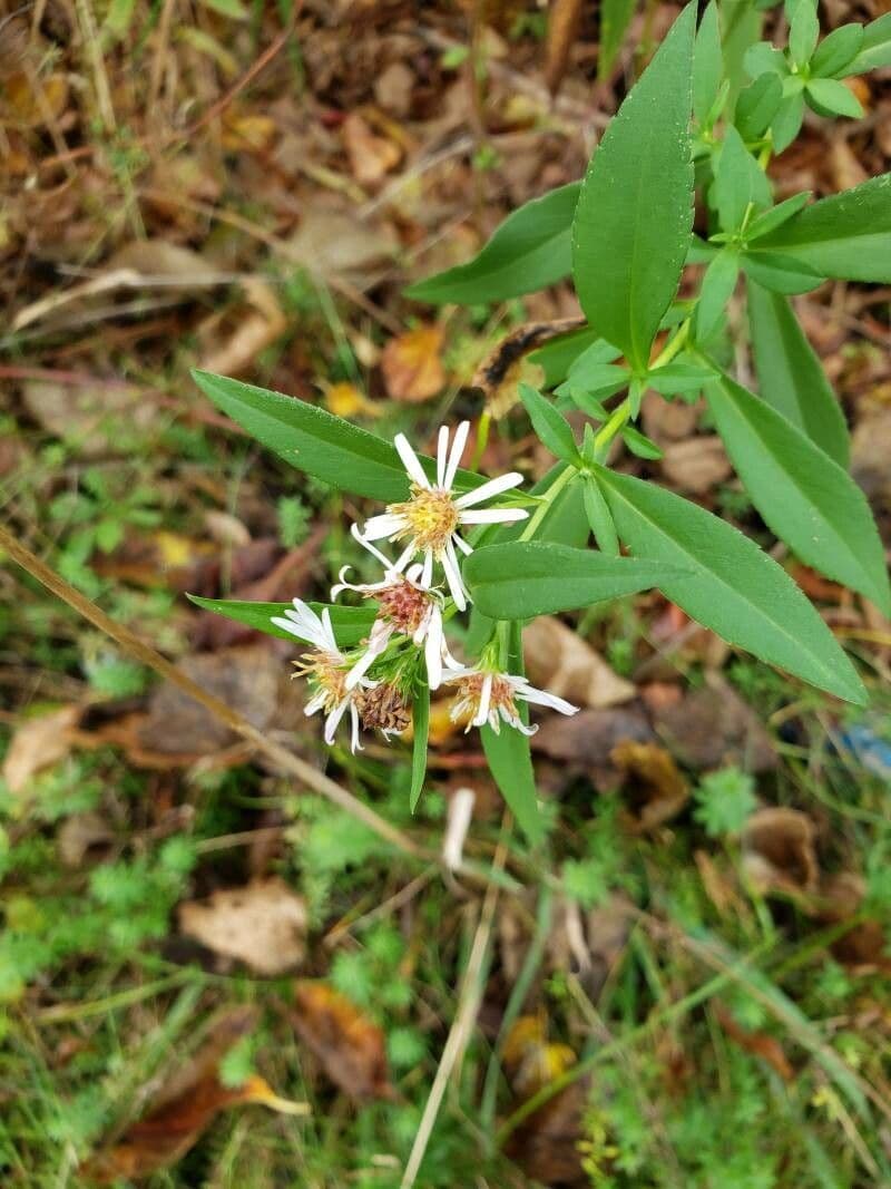 Doellingeria umbellata 2