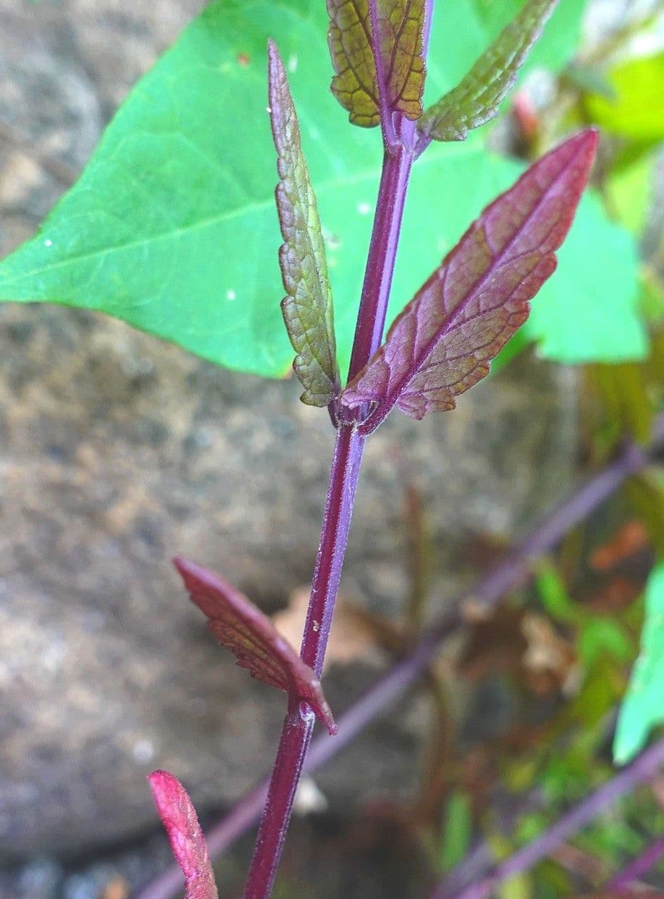 Scutellaria comune 25