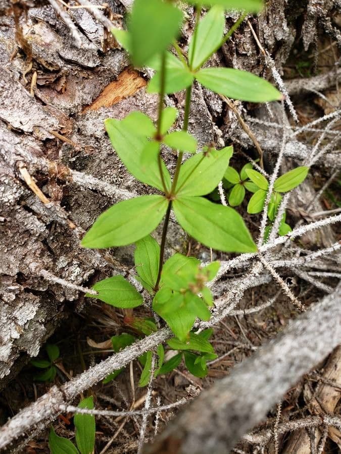 Galium 4