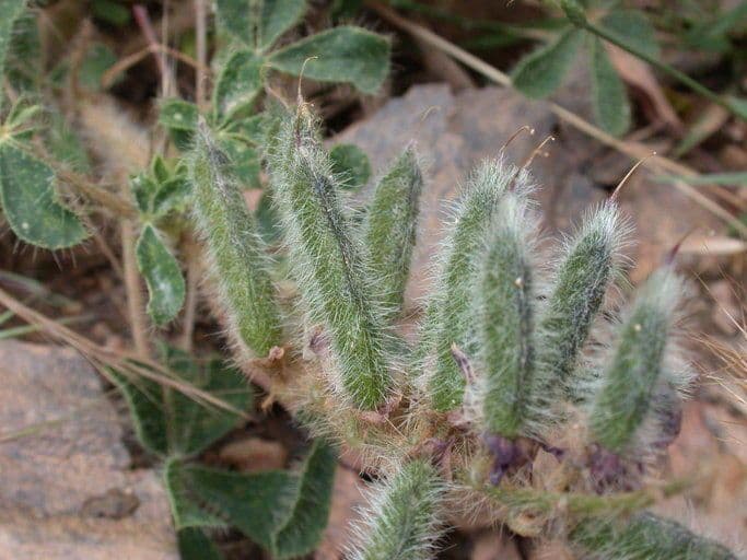 Borstiger Lupine 2