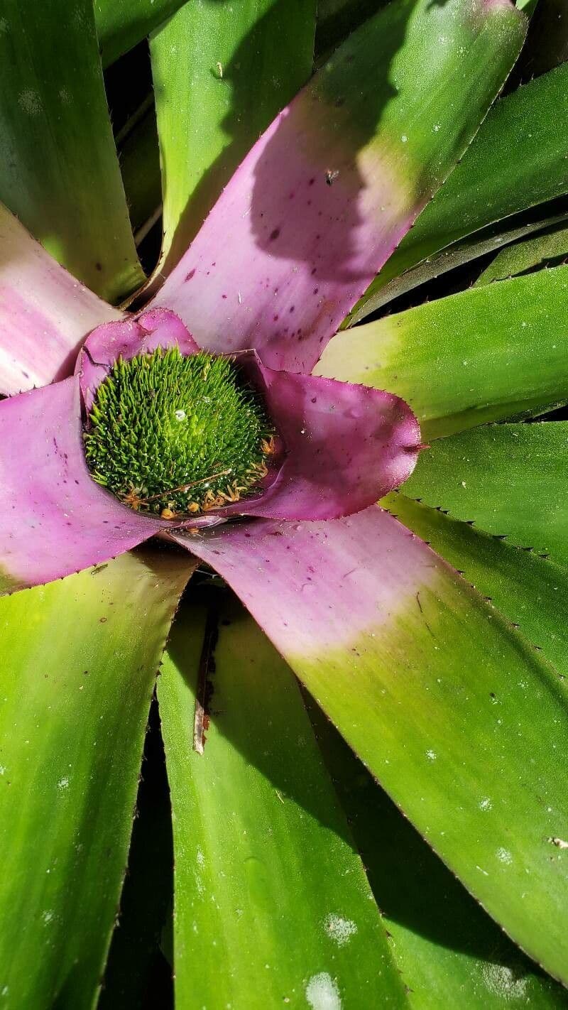 Neoregelia 3