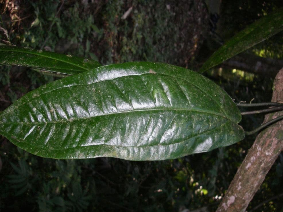 Anthurium 7