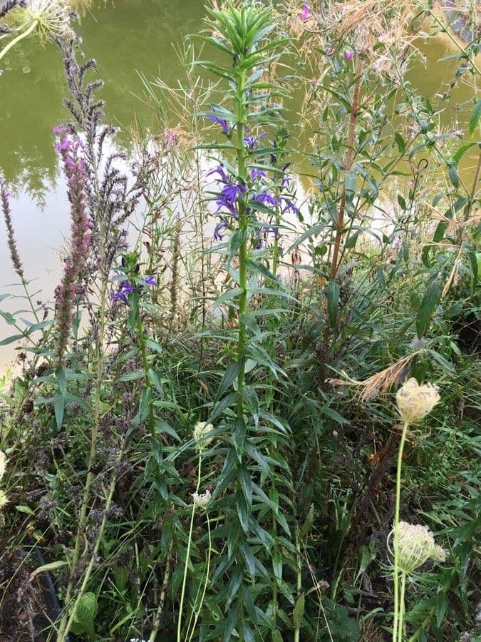 Lobelia blu 10