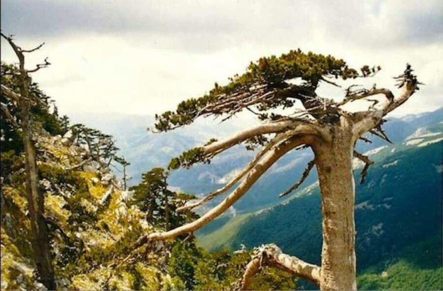Mount panié kauri 9