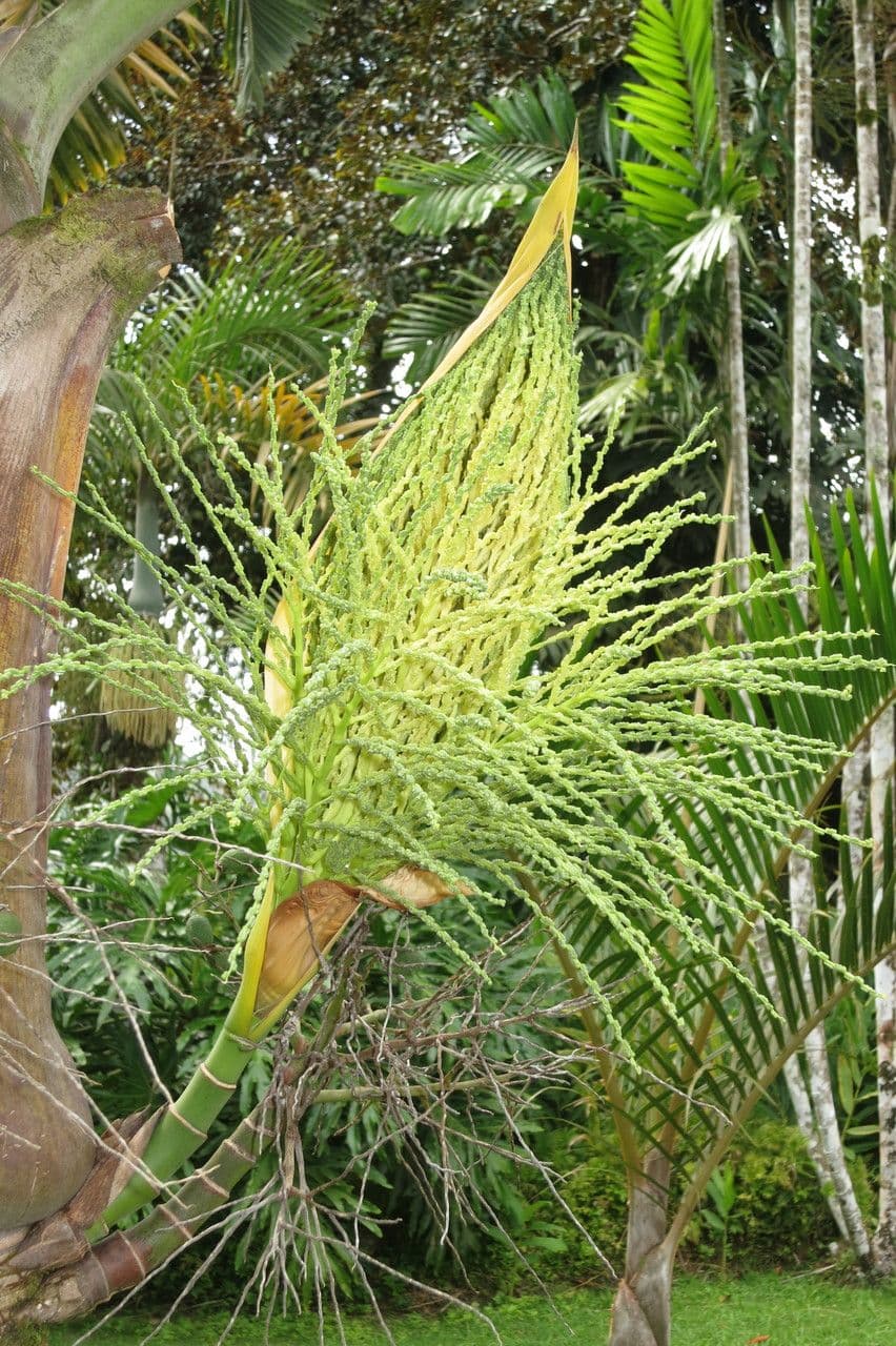 Palmier bouteille 27