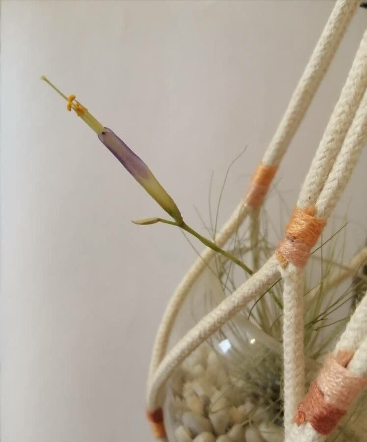 Tillandsia 6