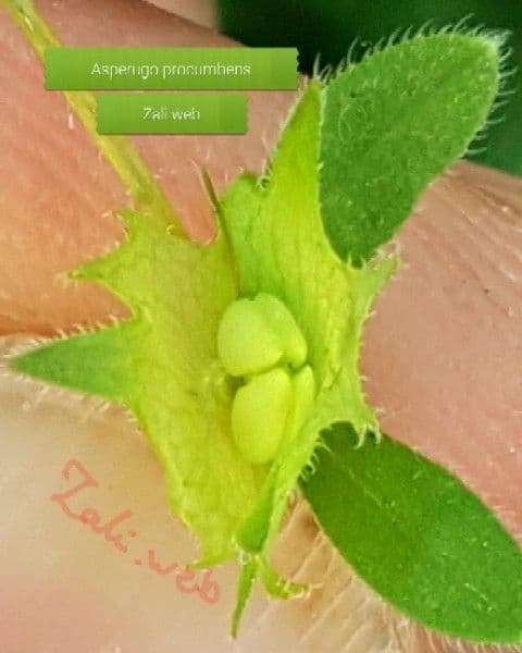 Lappola aspera 4