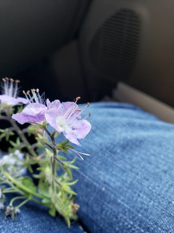 Phacelia bipinnatifida 4