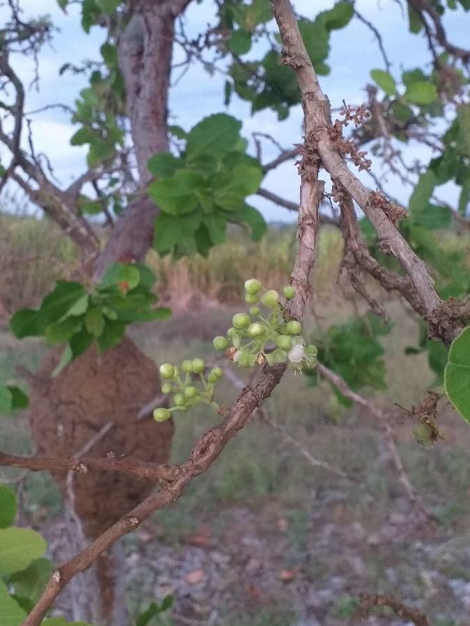 Curatella americana 9